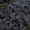 Black Beard Black Mondo Grass - Ophiopogon Planiscapus - 1 Gallon Pot -Azaleas Store ophiopogon planiscapus black beard black mondo grass 2