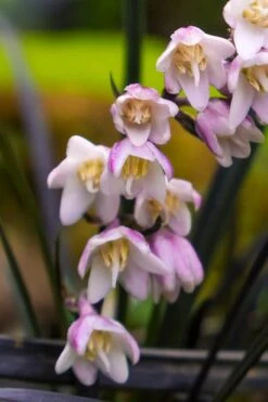 Black Beard Black Mondo Grass - Ophiopogon Planiscapus - 1 Gallon Pot -Azaleas Store ophiopogon planiscapus black beard black mondo grass 3