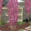 Corinthian Flowering Peach Tree - 5 Gallon Pot -Azaleas Store peach corinthian 100