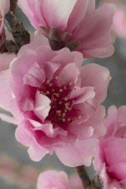 Corinthian Flowering Peach Tree - 5 Gallon Pot -Azaleas Store peach corinthian 24