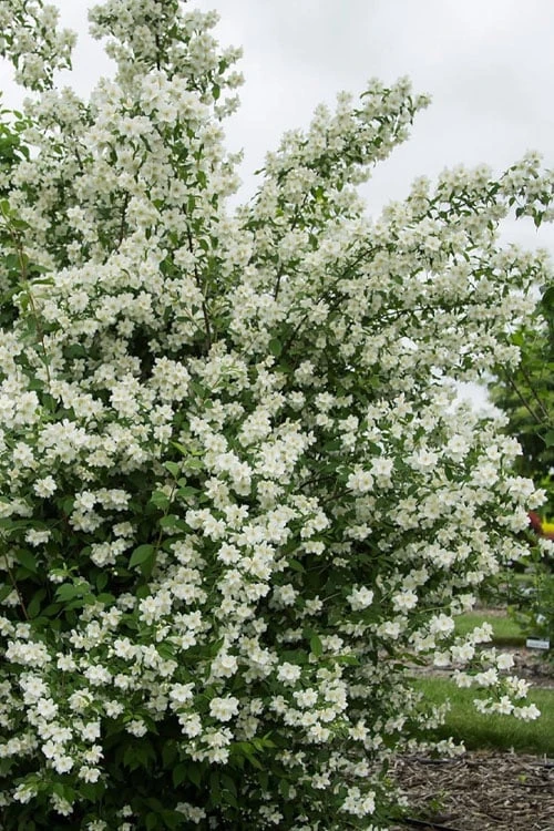 Blizzard Mock Orange (Philadelphus) - 5 Gallon Pot 7 Blizzard Mock Orange (Philadelphus) - 5 Gallon Pot - Image 5