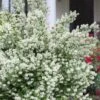 Blizzard Mock Orange (Philadelphus) - 5 Gallon Pot 1 Blizzard Mock Orange (Philadelphus) - 5 Gallon Pot -Azaleas Store philadelphus lewisii blizzard mock orange 8