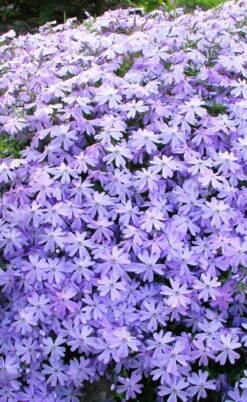 Blue Creeping Phlox - 6 Pack Of Pint Pots -Azaleas Store phlox subulata blue creeping 1