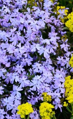 Blue Creeping Phlox - 6 Pack Of Pint Pots -Azaleas Store phlox subulata blue creeping 2