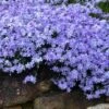 Blue Creeping Phlox - 6 Pack Of Pint Pots -Azaleas Store phlox subulata blue creeping 3