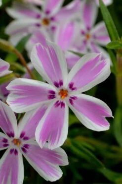 Candy Stripe Creeping Phlox - 5 Pack Of Pint Pots -Azaleas Store phlox subulata candy stripe creeping 21