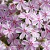 Candy Stripe Creeping Phlox - 5 Pack Of Pint Pots -Azaleas Store phlox subulata candy stripe creeping 25