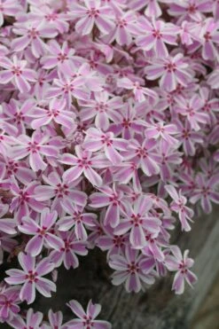 Candy Stripe Creeping Phlox - 5 Pack Of Pint Pots -Azaleas Store phlox subulata candy stripe creeping 27