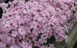 Candy Stripe Creeping Phlox - 5 Pack Of Pint Pots -Azaleas Store phlox subulata candy stripe creeping 29