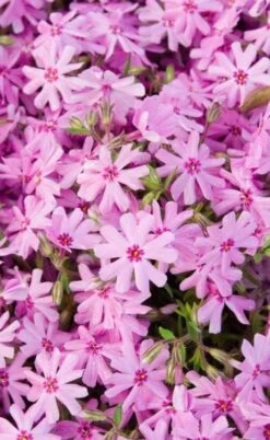 Pink Creeping Phlox - 6 Pack Of Pint Pots -Azaleas Store phlox subulata pink creeping 1