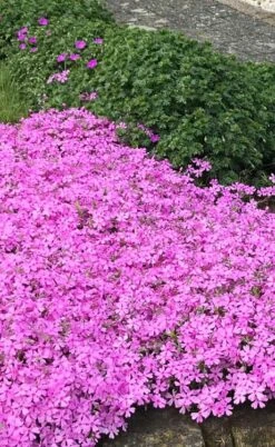 Pink Creeping Phlox - 6 Pack Of Pint Pots -Azaleas Store phlox subulata pink creeping 2