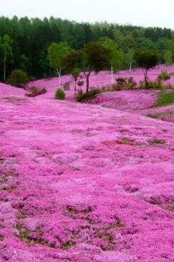 Pink Creeping Phlox - 6 Pack Of Pint Pots -Azaleas Store phlox subulata pink creeping phlox 100