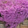 Pink Creeping Phlox - 6 Pack Of Pint Pots -Azaleas Store phlox subulata pink creeping phlox 200