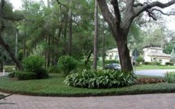 Asian Jasmine - Asiatic Jasmine - 18 Count Flat Of Pint Pots -Azaleas Store picture asian jasmine 8 1