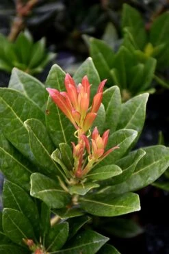 Southern Lady Pieris - 3 Gallon Pot 11 Southern Lady Pieris - 3 Gallon Pot -Azaleas Store pieris japonica southern lady 2