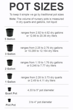 Limeglow Golden Andorra Compact Juniper - 1 Gallon Pot -Azaleas Store pot size chart 2022 170