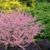 Pink Flowering Afghan Bush Cherry (Prunus Jacquemontii) - 3 Gallon Pot 2 Pink Flowering Afghan Bush Cherry (Prunus Jacquemontii) - 3 Gallon Pot -Azaleas Store prunus jacquemontii afhgan pink bush cherry 23