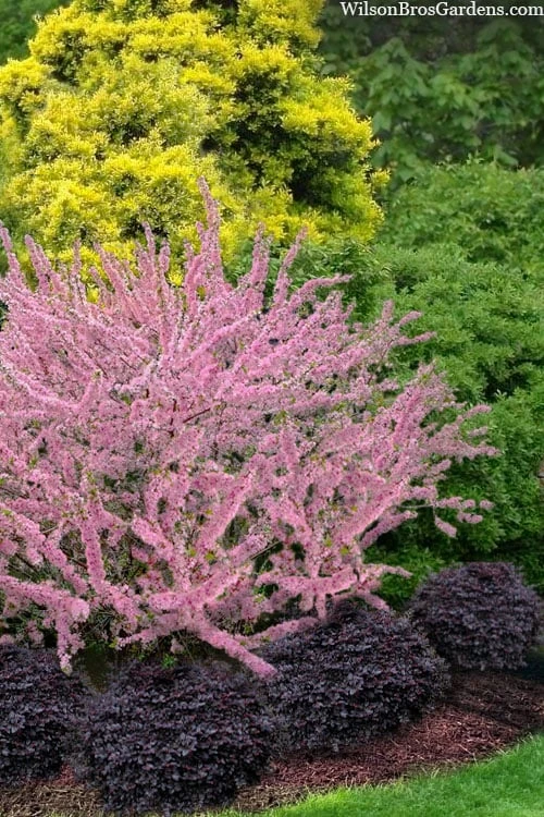 Pink Flowering Afghan Bush Cherry (Prunus Jacquemontii) - 3 Gallon Pot 3 Pink Flowering Afghan Bush Cherry (Prunus Jacquemontii) - 3 Gallon Pot