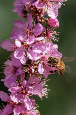 Pink Flowering Afghan Bush Cherry (Prunus Jacquemontii) - 3 Gallon Pot 10 Pink Flowering Afghan Bush Cherry (Prunus Jacquemontii) - 3 Gallon Pot -Azaleas Store prunus jaquemonti afghan bush cherry 1