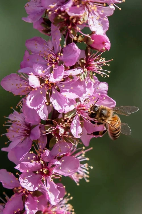 Pink Flowering Afghan Bush Cherry (Prunus Jacquemontii) - 3 Gallon Pot 6 Pink Flowering Afghan Bush Cherry (Prunus Jacquemontii) - 3 Gallon Pot - Image 4