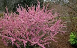 Pink Flowering Afghan Bush Cherry (Prunus Jacquemontii) - 3 Gallon Pot 11 Pink Flowering Afghan Bush Cherry (Prunus Jacquemontii) - 3 Gallon Pot -Azaleas Store prunus jaquemonti afghan bush cherry 6