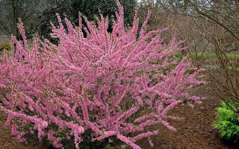 Pink Flowering Afghan Bush Cherry (Prunus Jacquemontii) - 3 Gallon Pot 7 Pink Flowering Afghan Bush Cherry (Prunus Jacquemontii) - 3 Gallon Pot - Image 5