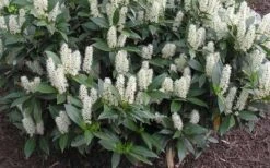 Zabel Laurel (Prunus Laurocersasus 'Zabeliana') - 6 Pack Of 1 Gallon Pots -Azaleas Store prunus laurocerasus zabeliana zabel cherry laurel 1 1