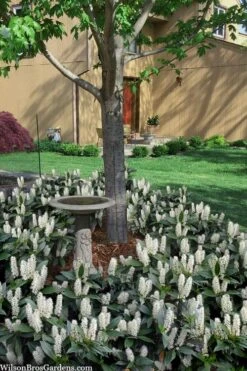 Zabel Laurel (Prunus Laurocersasus 'Zabeliana') - 6 Pack Of 1 Gallon Pots -Azaleas Store prunus laurocerasus zabeliana zabel cherry laurel 2 1