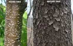 Wild Black Cherry Tree - 3 Pack Of 1.5 Quart Pots -Azaleas Store prunus serotina wild black cherry tree 10