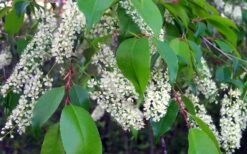 Wild Black Cherry Tree - 3 Pack Of 1.5 Quart Pots -Azaleas Store prunus serotina wild black cherry tree 8