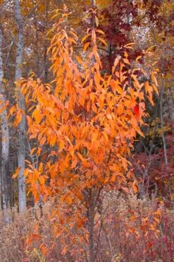 Wild Black Cherry Tree - 3 Pack Of 1.5 Quart Pots -Azaleas Store prunus serotina wild black cherry tree 9