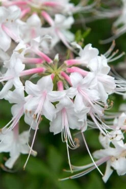 White Alabama Native Azalea (Rhododendron Alabamense) - 3 Gallon Pot -Azaleas Store rhododendron alabamense alabama native azalea 3