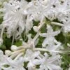 White Alabama Native Azalea (Rhododendron Alabamense) - 3 Gallon Pot -Azaleas Store rhododendron alabamense alabama native azalea 5