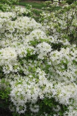 White Alabama Native Azalea (Rhododendron Alabamense) - 3 Gallon Pot -Azaleas Store rhododendron alabamense alabama native azalea 6