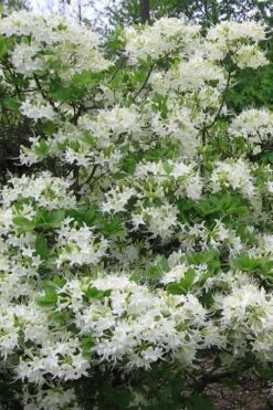 White Alabama Native Azalea (Rhododendron Alabamense) - 3 Gallon Pot -Azaleas Store rhododendron alabamense alabama native azalea 8