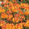 Florida Flame Native Azalea (Rhododendron Austrinum) - 3 Gallon Pot -Azaleas Store rhododendron austrinum florida flame native azalea 11