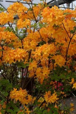 Florida Flame Native Azalea (Rhododendron Austrinum) - 3 Gallon Pot -Azaleas Store rhododendron austrinum florida flame native azalea 4