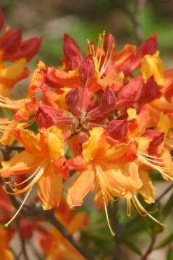 Florida Flame Native Azalea (Rhododendron Austrinum) - 3 Gallon Pot -Azaleas Store rhododendron austrinum florida flame native azalea 5