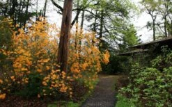 Florida Flame Native Azalea (Rhododendron Austrinum) - 3 Gallon Pot -Azaleas Store rhododendron austrinum florida flame native azalea 8