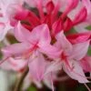 Candy Striper Native Azalea - Rhododendron Canescens - 3 Gallon Pot -Azaleas Store rhododendron candy striper native azalea 10