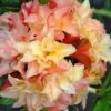 Cannon's Double Exbury Azalea (Rhdodendron) - 2 Gallon Pot -Azaleas Store rhododendron cannons double azalea 1