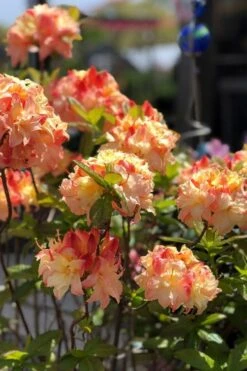 Cannon's Double Exbury Azalea (Rhdodendron) - 2 Gallon Pot -Azaleas Store rhododendron cannons double azalea 2