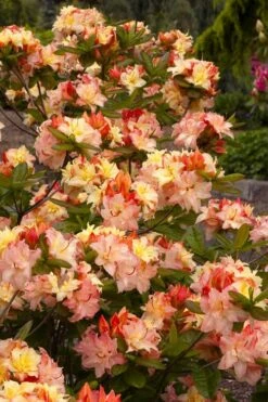 Cannon's Double Exbury Azalea (Rhdodendron) - 2 Gallon Pot -Azaleas Store rhododendron cannons double azalea 3