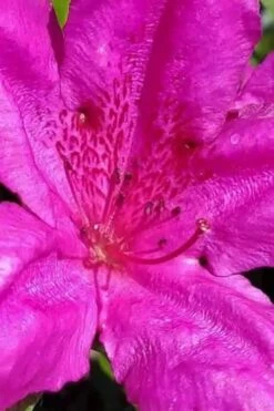 Congo Purple Azalea - 3 Gallon Pot -Azaleas Store rhododendron congo robin hill hybrid azalea 1