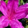 Congo Purple Azalea - 3 Gallon Pot 2 Congo Purple Azalea - 3 Gallon Pot -Azaleas Store rhododendron congo robin hill hybrid azalea 2