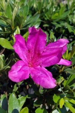Congo Purple Azalea - 3 Gallon Pot -Azaleas Store rhododendron congo robin hill hybrid azalea 3