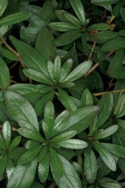 Congo Purple Azalea - 3 Gallon Pot -Azaleas Store rhododendron congo robin hill hybrid azalea 4