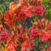 Father Ryan Oconee Native Azalea - 3 Gallon Pot 1 Father Ryan Oconee Native Azalea - 3 Gallon Pot -Azaleas Store rhododendron flammeum father ryan 6