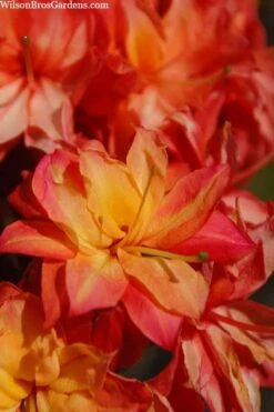 Father Ryan Oconee Native Azalea - 3 Gallon Pot -Azaleas Store rhododendron flammeum father ryan 7