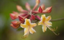 Millie Mac Native Azalea (Rhododendron) - 3 Gallon Pot 13 Millie Mac Native Azalea (Rhododendron) - 3 Gallon Pot -Azaleas Store rhododendron millie mac native azalea 10